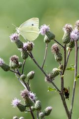 Kleiner Kohlweisling (Pieris Rapae)