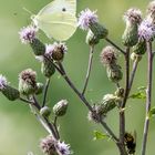 Kleiner Kohlweisling (Pieris Rapae)