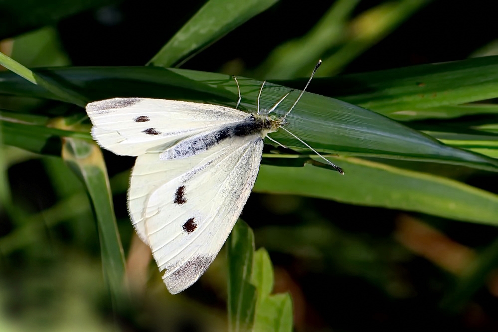 Kleiner Kohlweißling