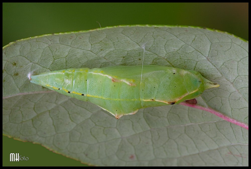 Kleiner Kohlweißling #2 (Pieris rapae)