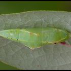 Kleiner Kohlweißling #2 (Pieris rapae)