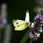 Kleiner Kohlweissling 