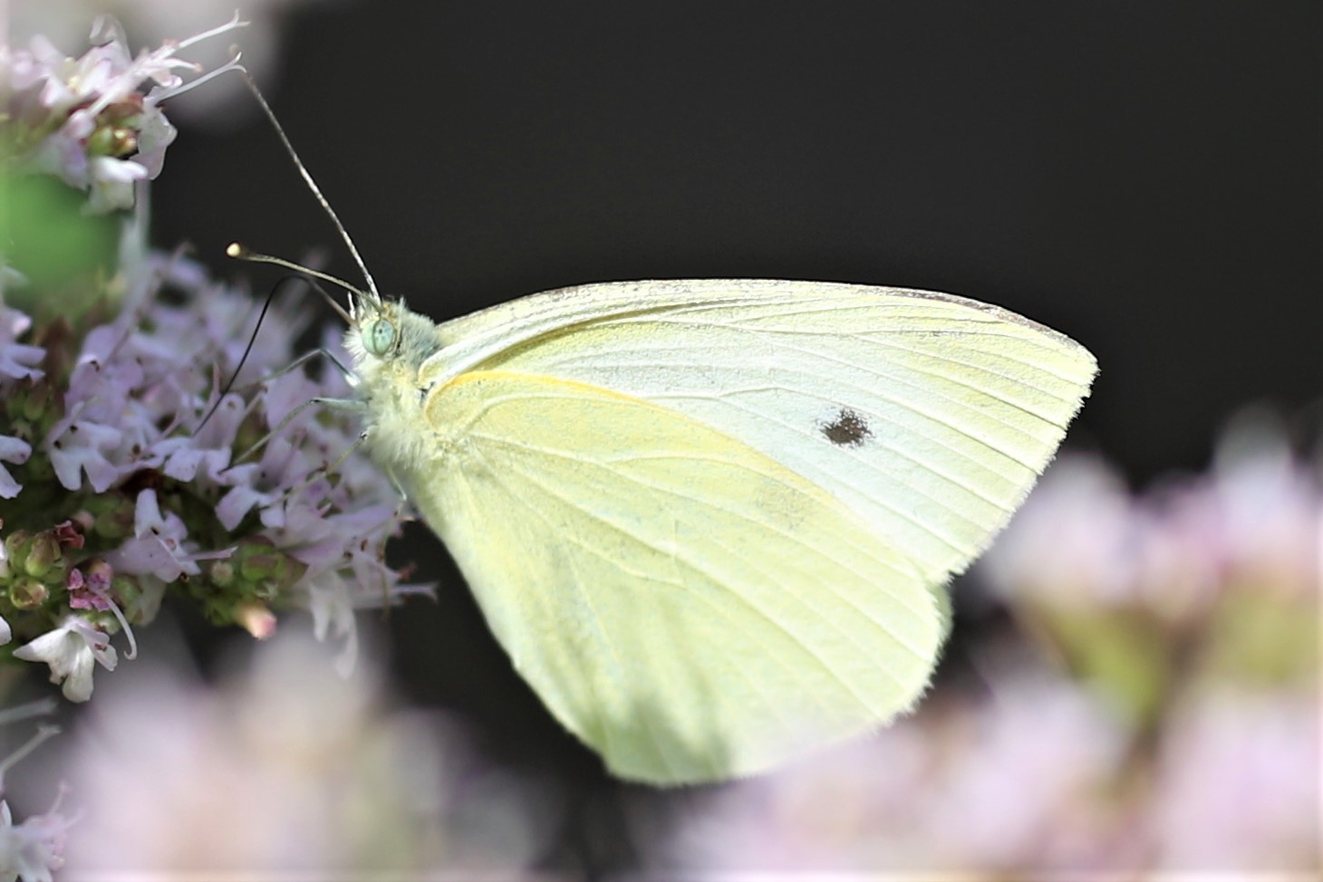 KleinerKohlweißling Foto & Bild fotos, natur, herbst Bilder auf
