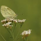 Kleiner Kohlweißling