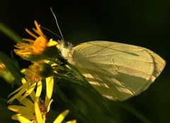 Kleiner Kohlweißling*