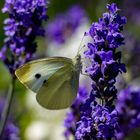 Kleiner Kohlweißling am Lavendel