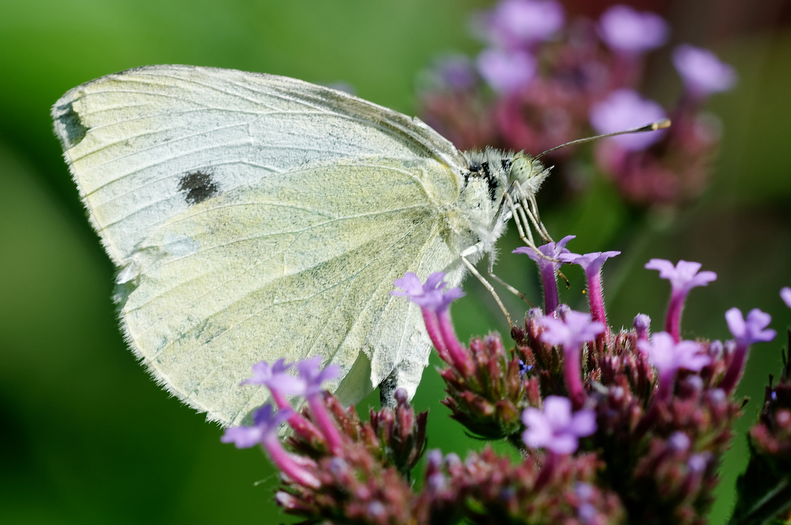  Kleiner Kohlweißling am Meerlavendel