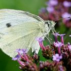  Kleiner Kohlweißling am Meerlavendel