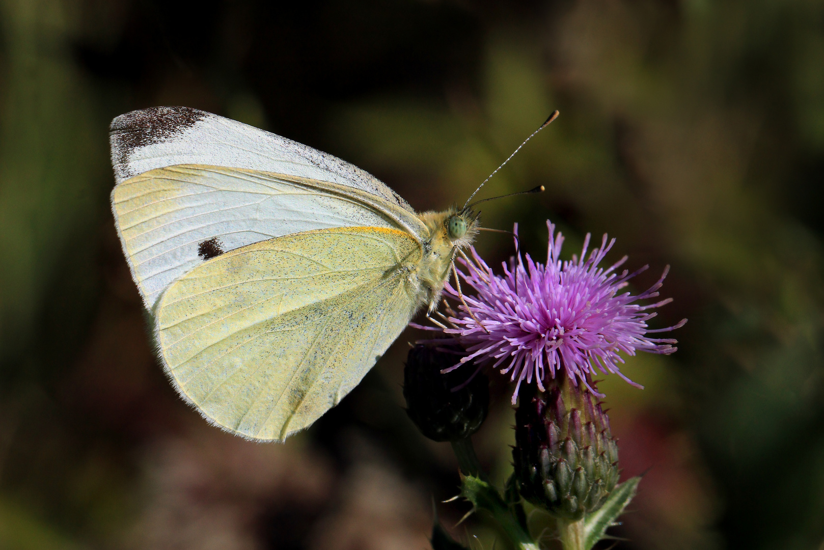 Kleiner Kohlweißling an der Blüte einer Acker-Kratzdistel  