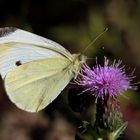 Kleiner Kohlweißling an der Blüte einer Acker-Kratzdistel  