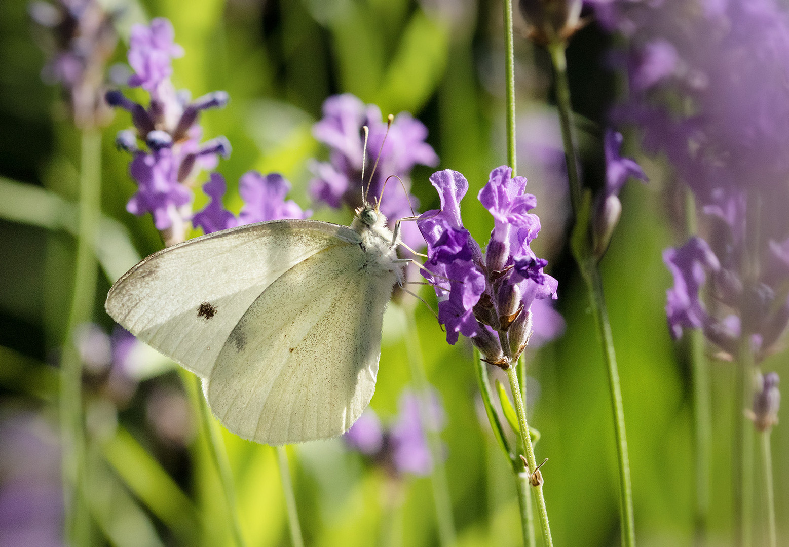 Kleiner Kohlweißling an Lavendel