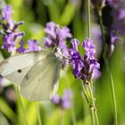 Kleiner Kohlweißling an Lavendel