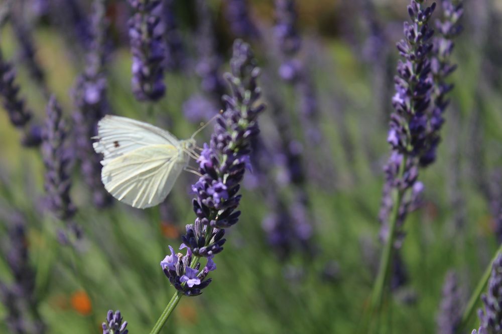 Kleiner Kohlweißling an Lavendel