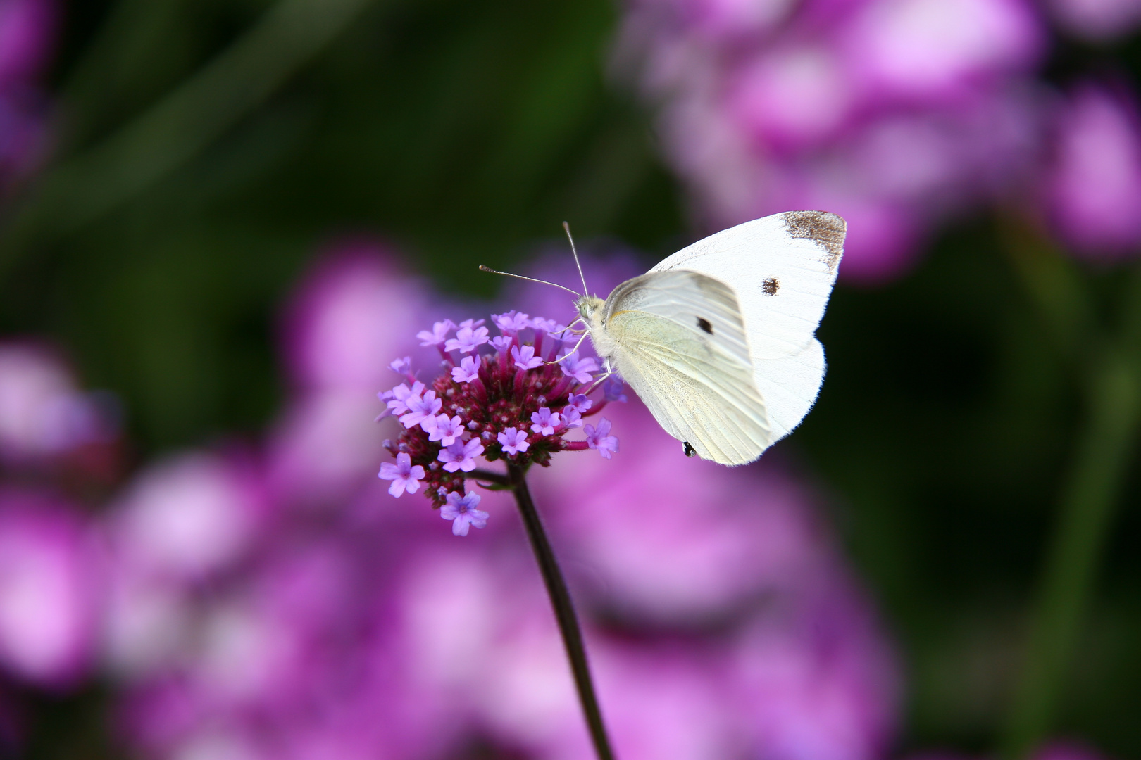 Kleiner Kohlweißling auf Blüte