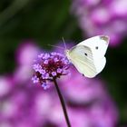 Kleiner Kohlweißling auf Blüte