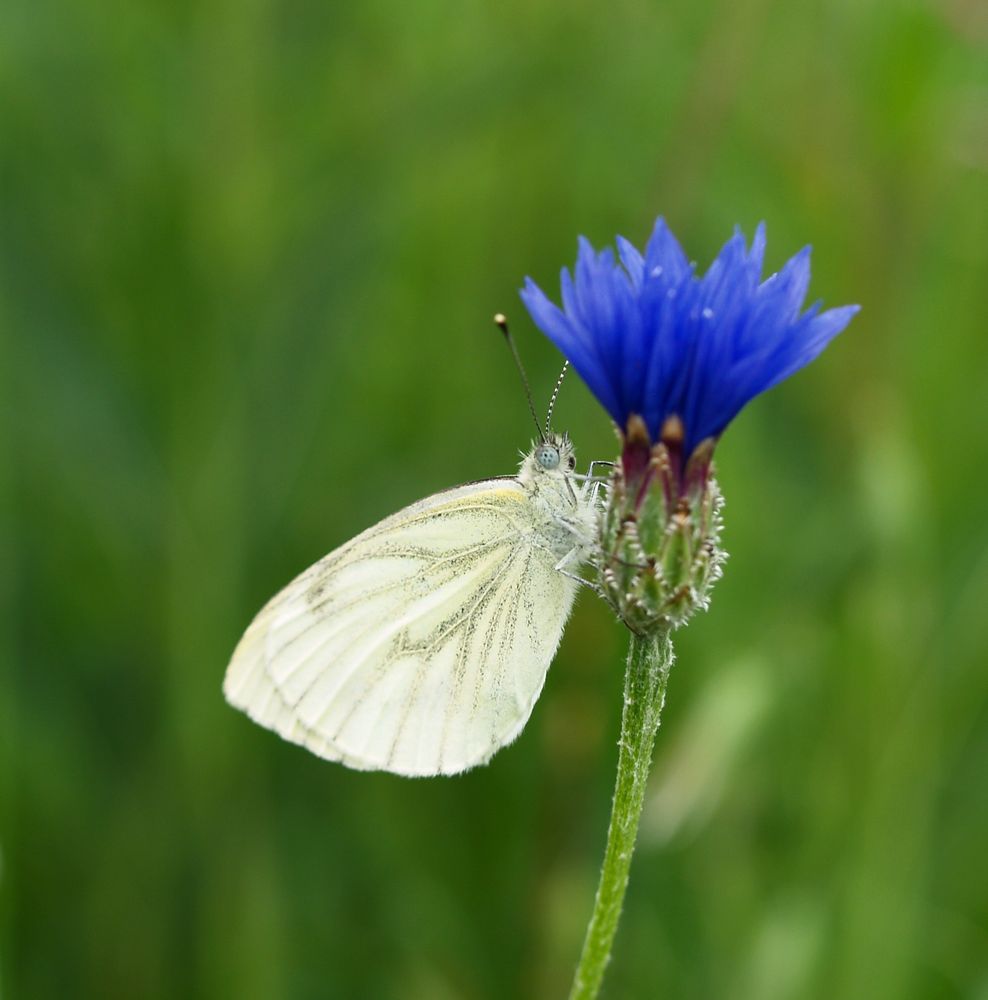 Kleiner Kohlweißling auf Kornblume