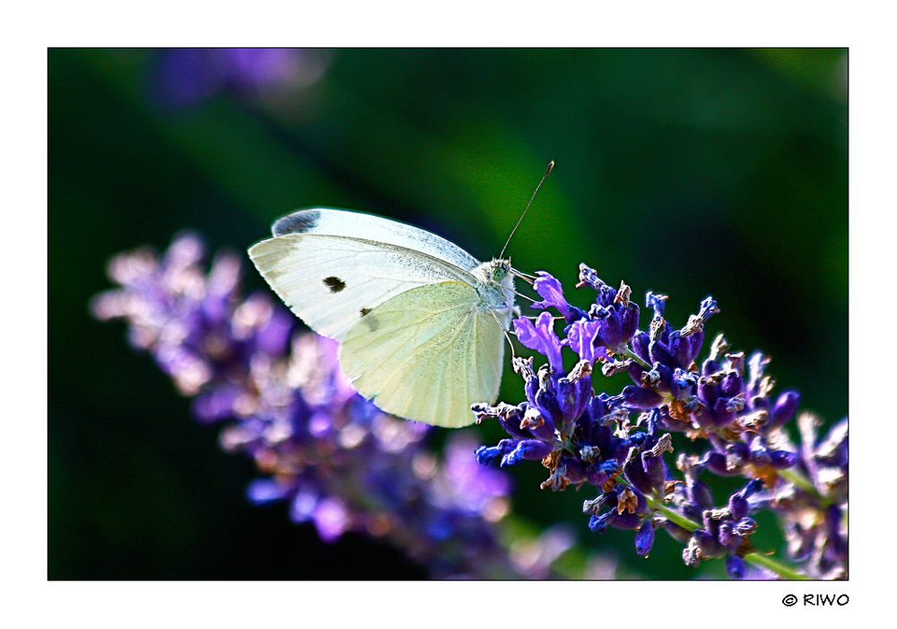 kleiner Kohlweißling auf Lavendel......