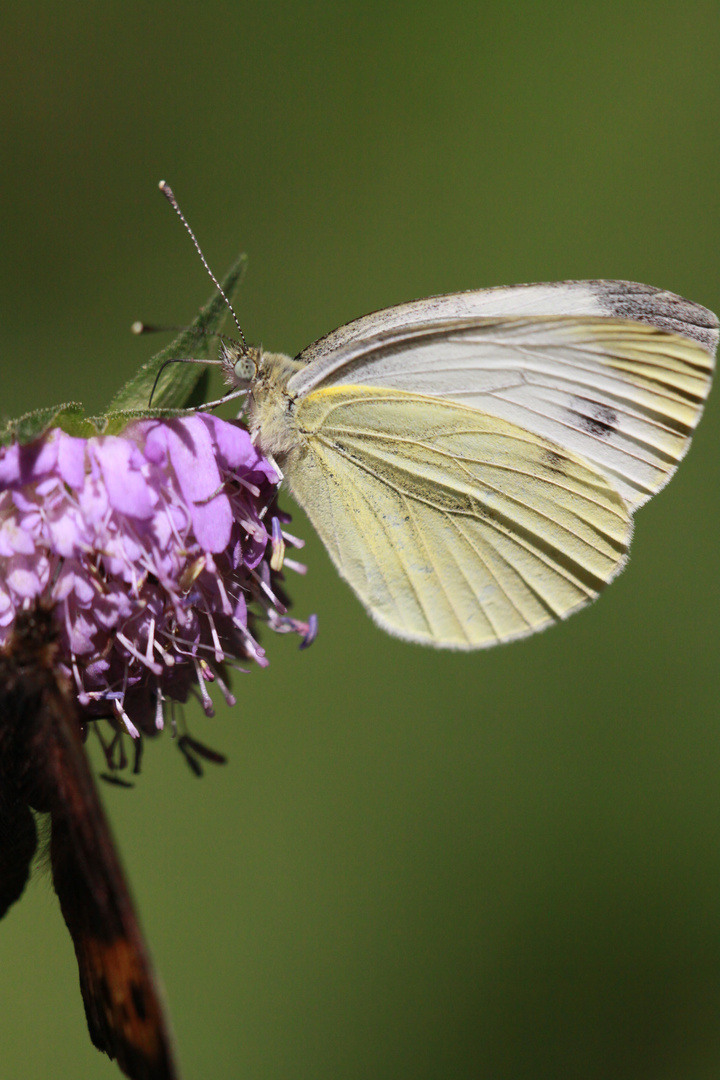 kleiner kohlweißling auf scabiosa