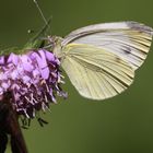 kleiner kohlweißling auf scabiosa