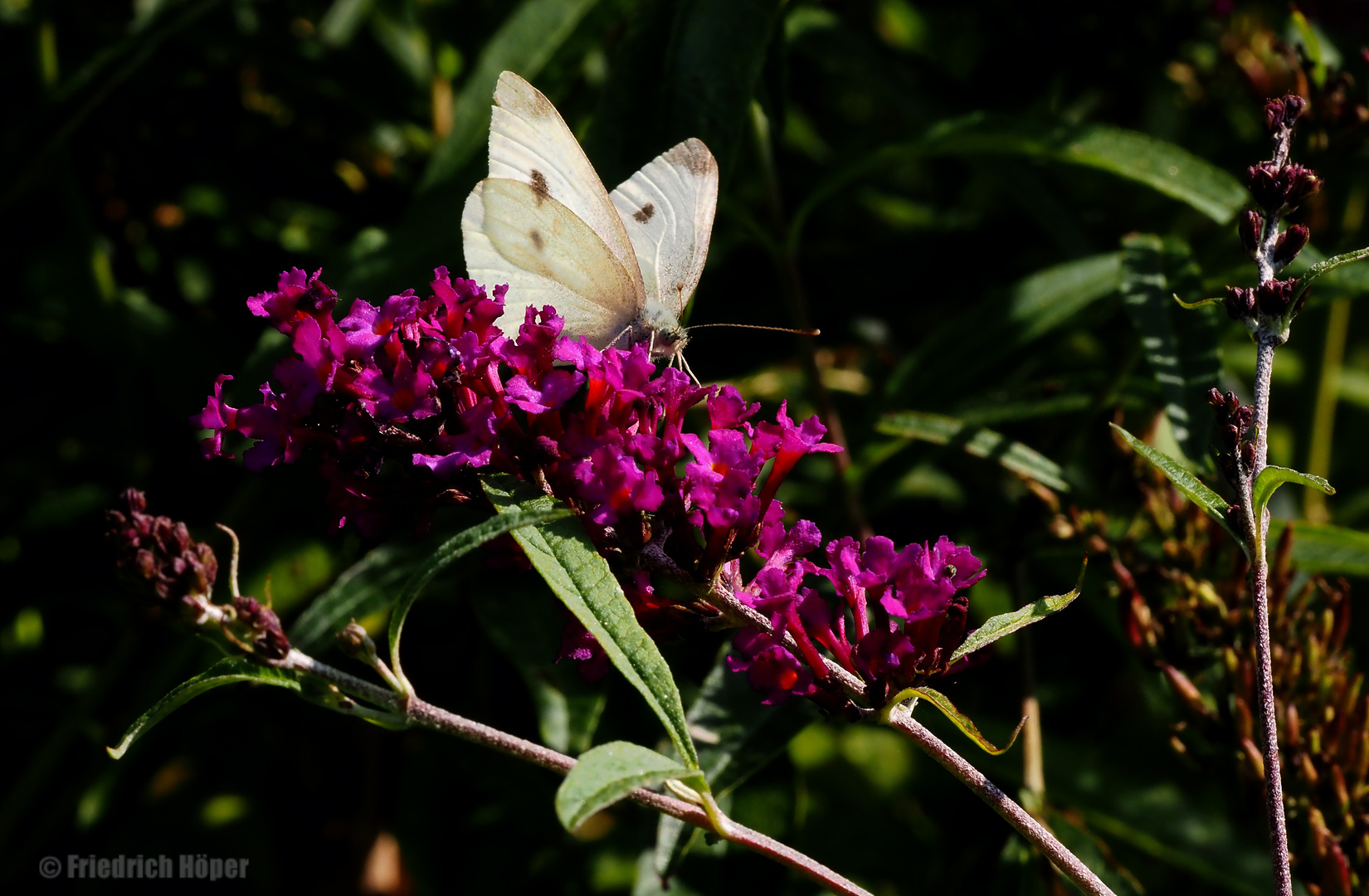 Kleiner Kohlweißling auf Sommerflieder