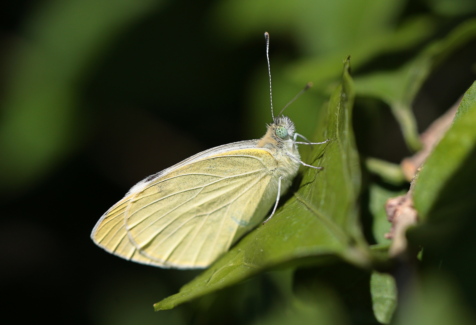  kleiner Kohlweissling