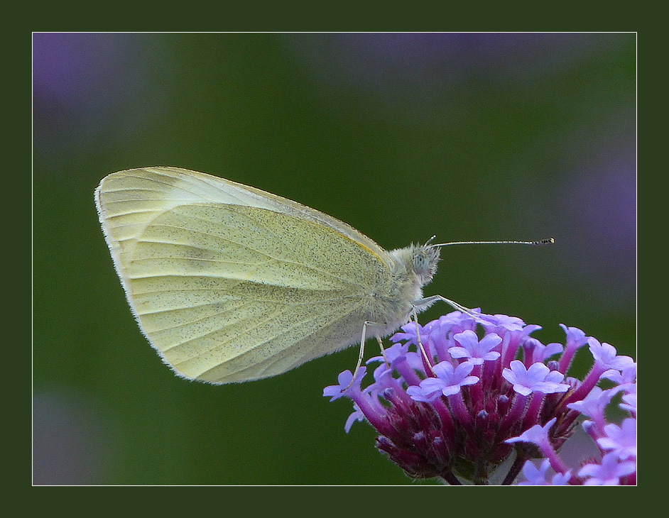 Kleiner Kohlweißling Foto & Bild natur, insekten, wildlife Bilder auf