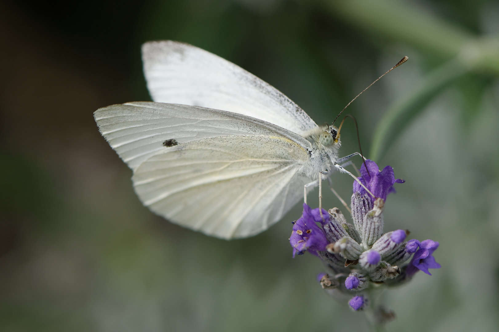 Kleiner Kohlweißling im Garten Foto & Bild tiere, wildlife