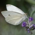 Kleiner Kohlweißling im Garten