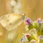 Kleiner Kohlweißling im Gegenlicht