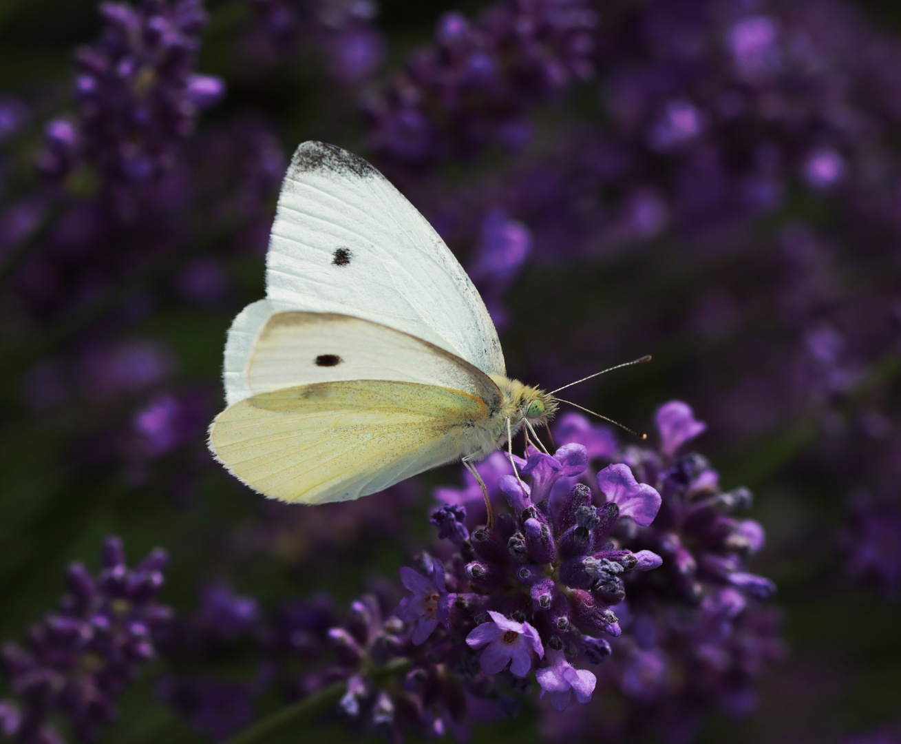 Kleiner Kohlweißling im Lavendel