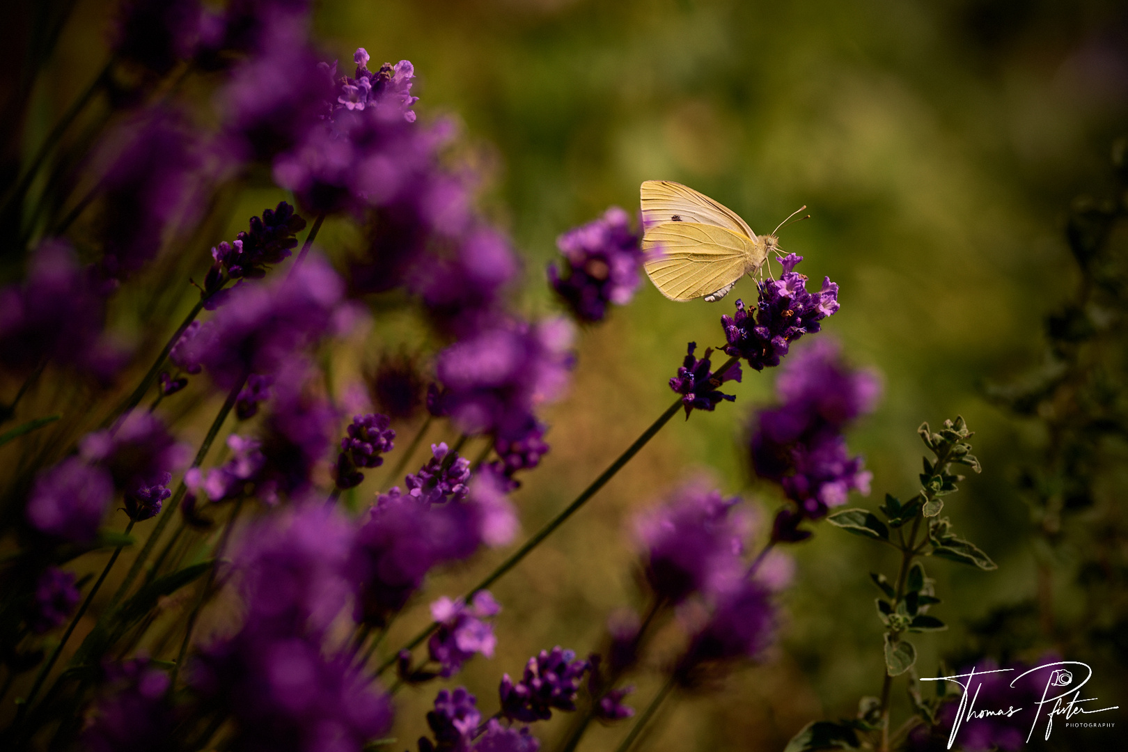 Kleiner Kohlweißling im Lavendel