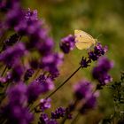 Kleiner Kohlweißling im Lavendel