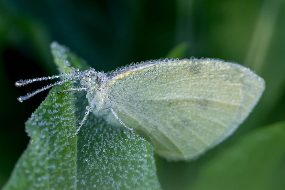 Kleiner Kohlweißling im Morgentau