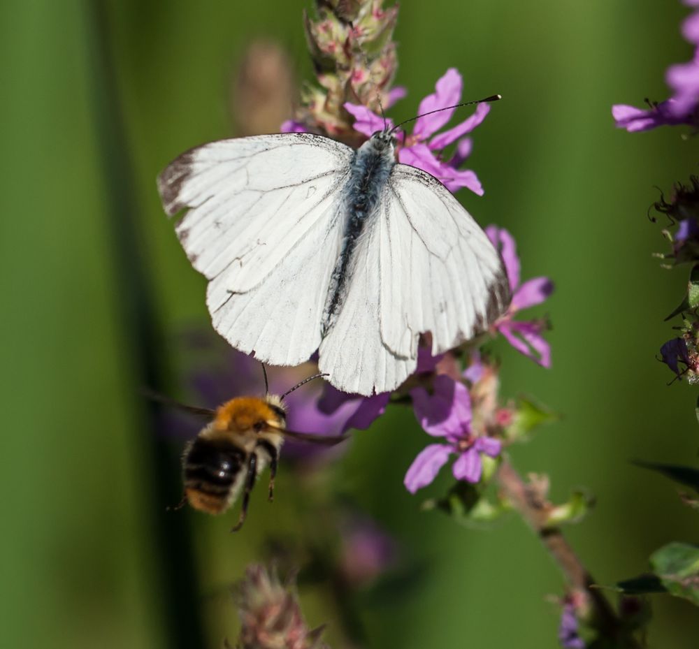 Kleiner Kohlweißling mit Hummel Fotobombe