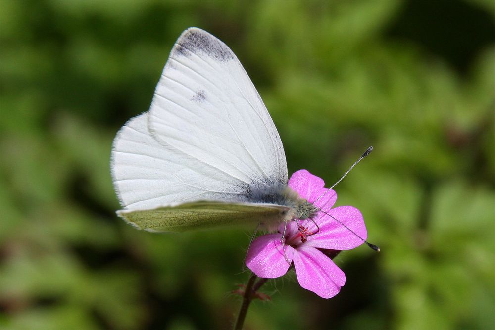 Kleiner Kohlweissling oder Small Cabbage White (Pieris rapae)