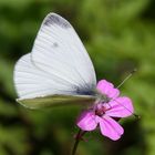 Kleiner Kohlweissling oder Small Cabbage White (Pieris rapae)