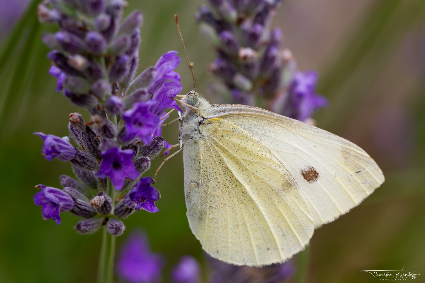 Kleiner Kohlweißling (Pieridae)