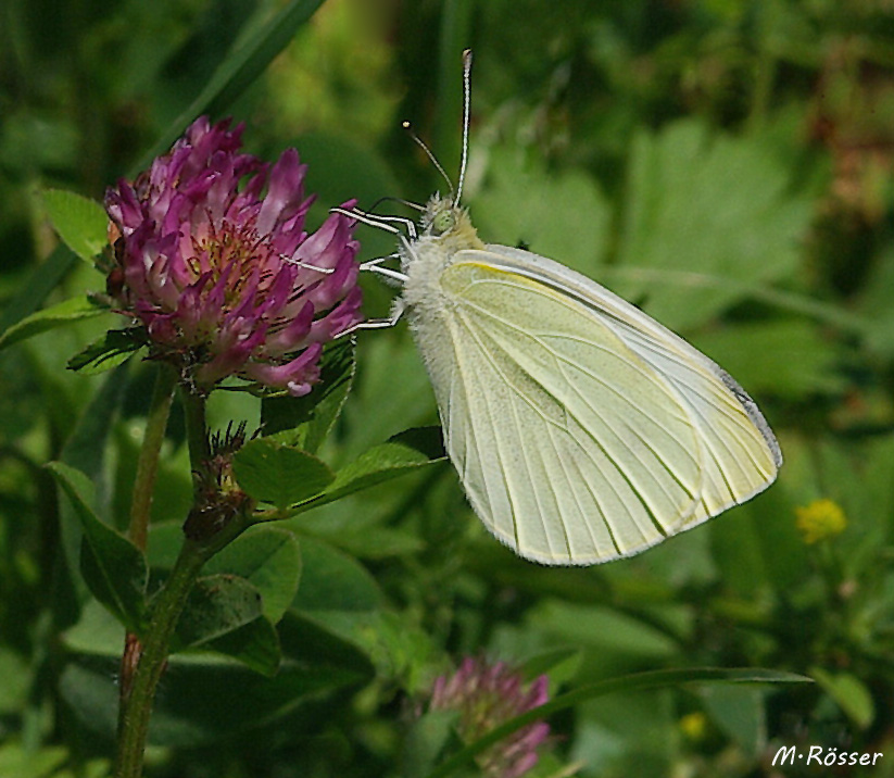 Kleiner Kohlweißling (Pieris rapae)