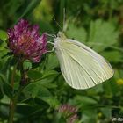 Kleiner Kohlweißling (Pieris rapae)