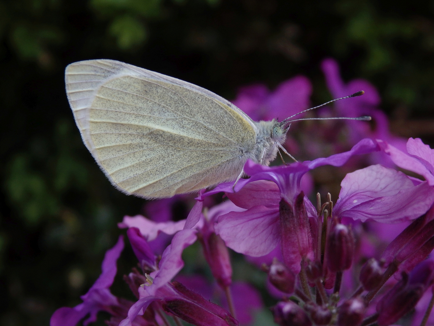 Kleiner Kohlweißling (Pieris rapae) ?