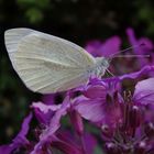 Kleiner Kohlweißling (Pieris rapae) ?