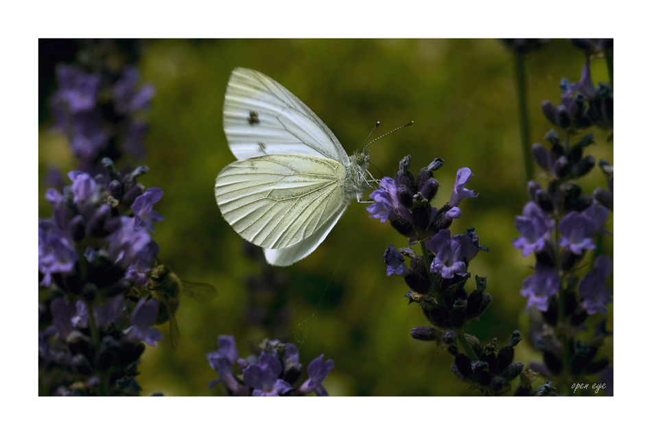 Kleiner Kohlweißling ( Pieris rapae )