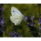 Kleiner Kohlweißling ( Pieris rapae )