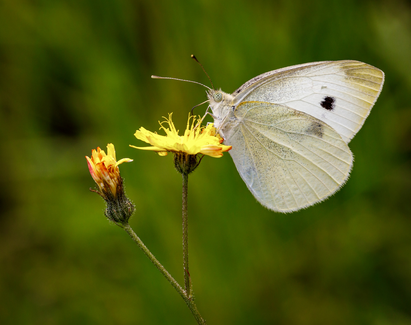 Kleiner Kohlweißling (Pieris rapae)