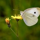 Kleiner Kohlweißling (Pieris rapae)