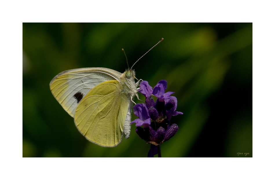 Kleiner Kohlweißling - Pieris rapae