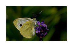 Kleiner Kohlweißling - Pieris rapae