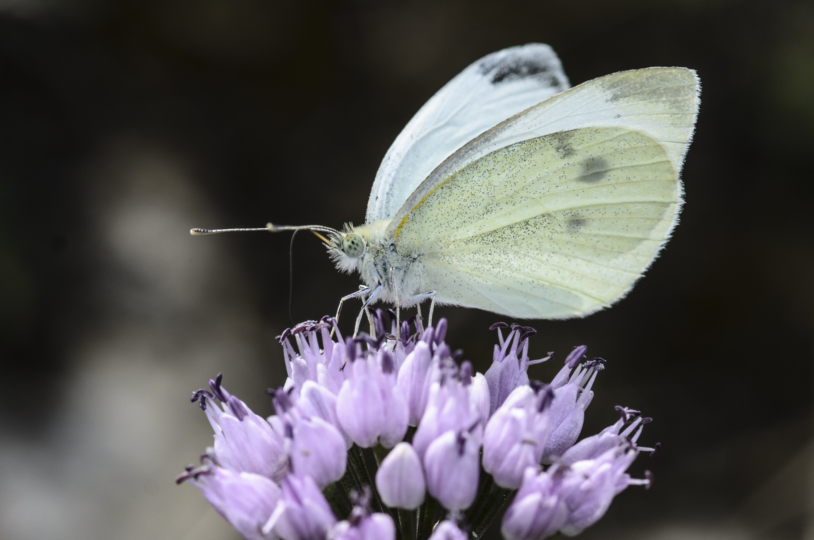 Kleiner Kohlweißling (Pieris rapae)