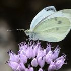 Kleiner Kohlweißling (Pieris rapae)