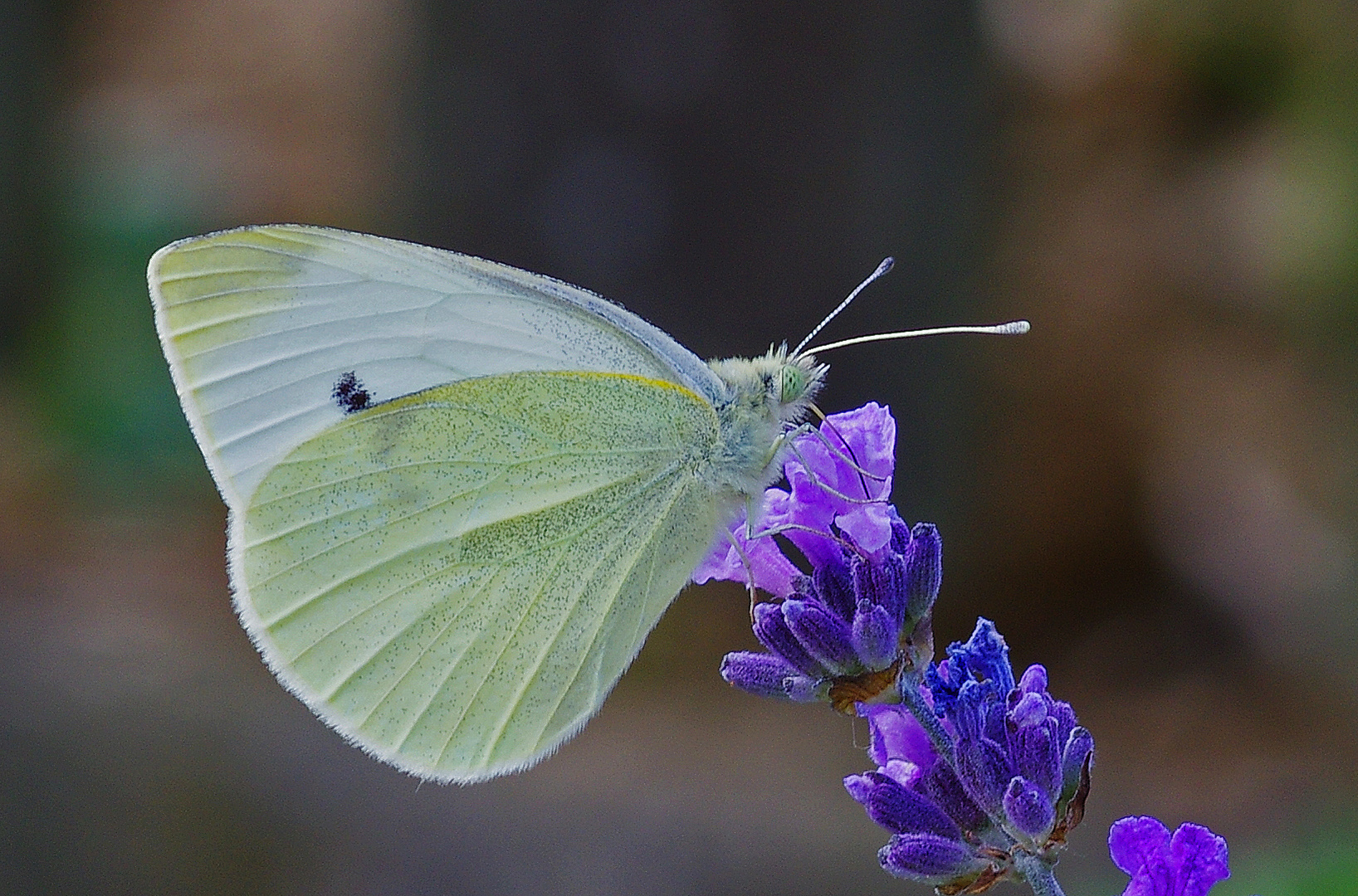 Kleiner Kohlweißling (Pieris rapae